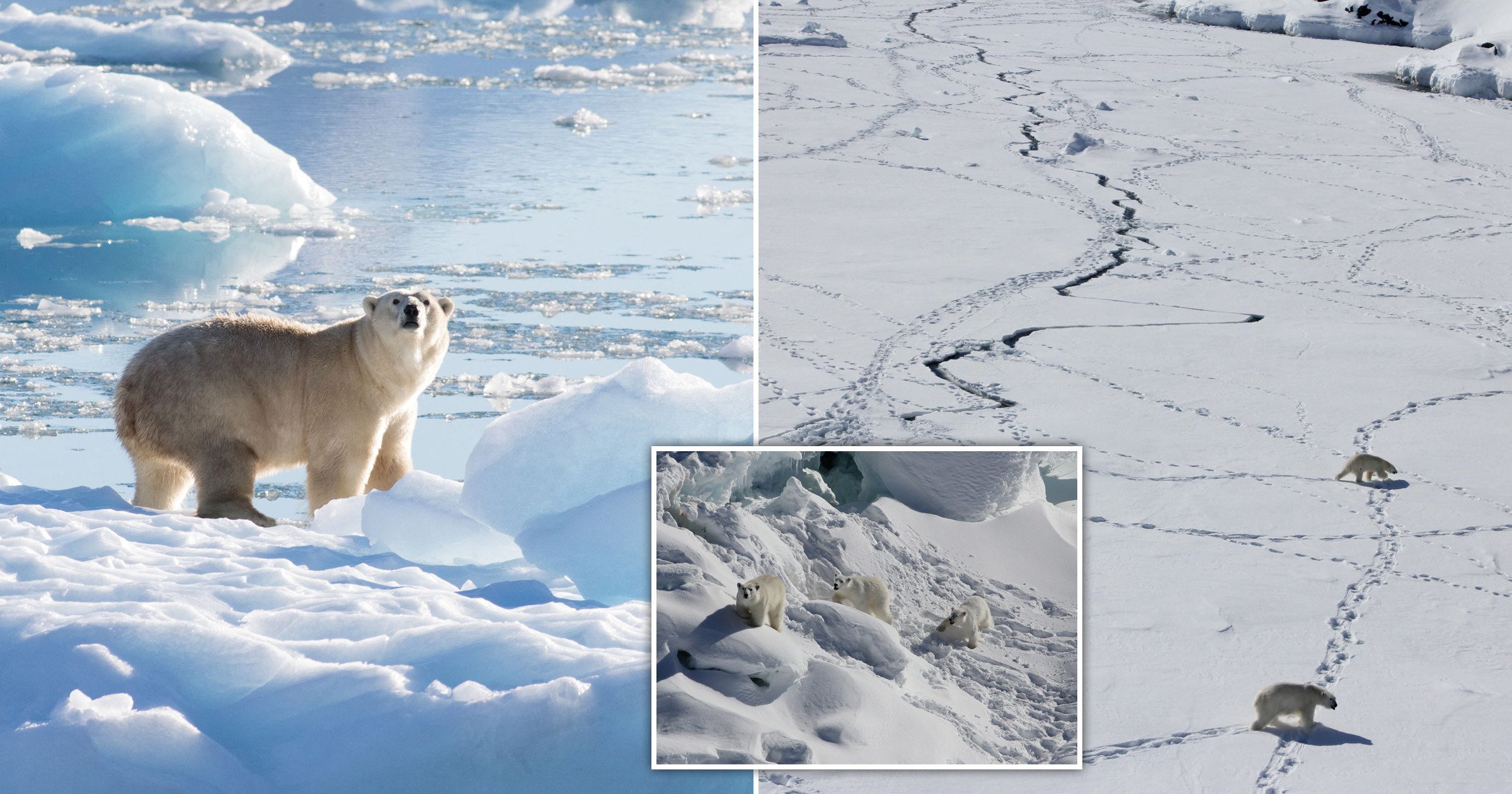 hidden-population-of-polar-bears-discovered-in-greenland-are-adapting