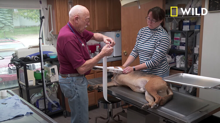 The Incredible Dr Pol Prepares To Celebrate 200 Episodes Of Helping