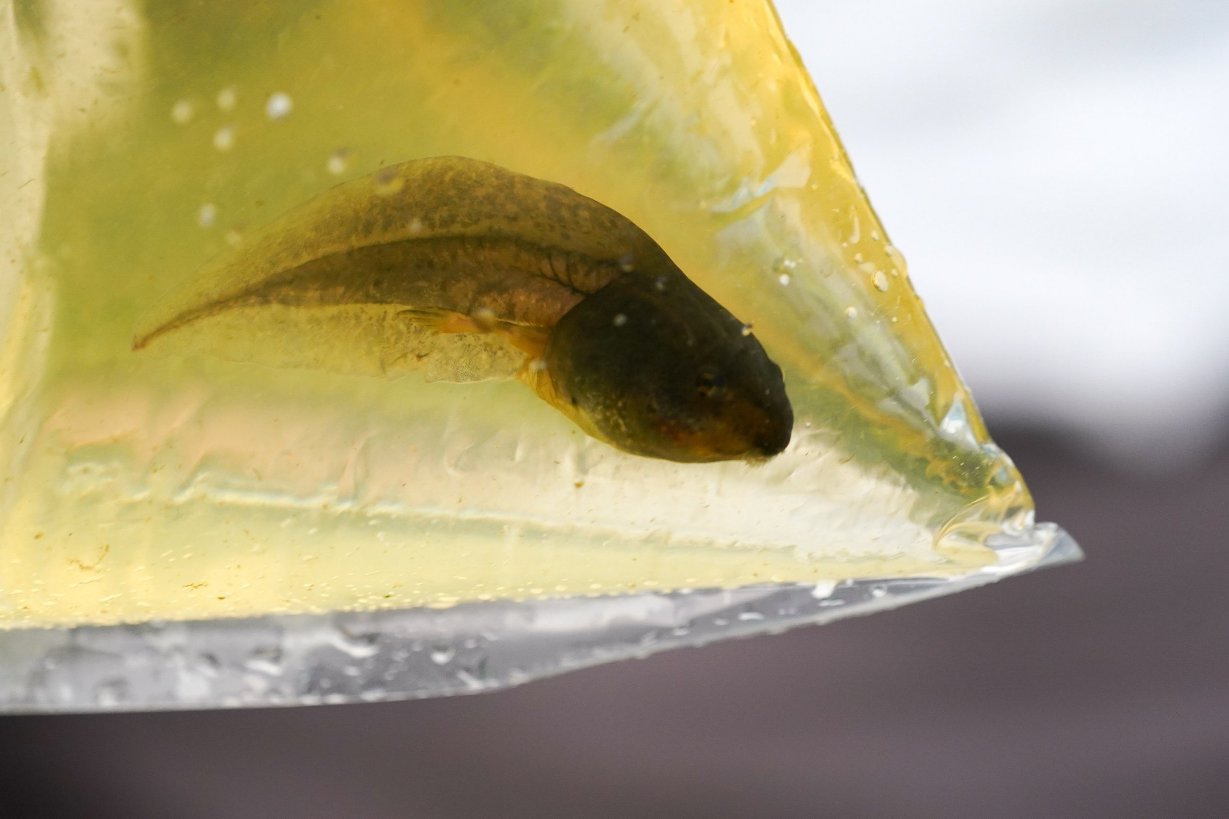 Scientists use tadpoles to discover new children’s genetic disease