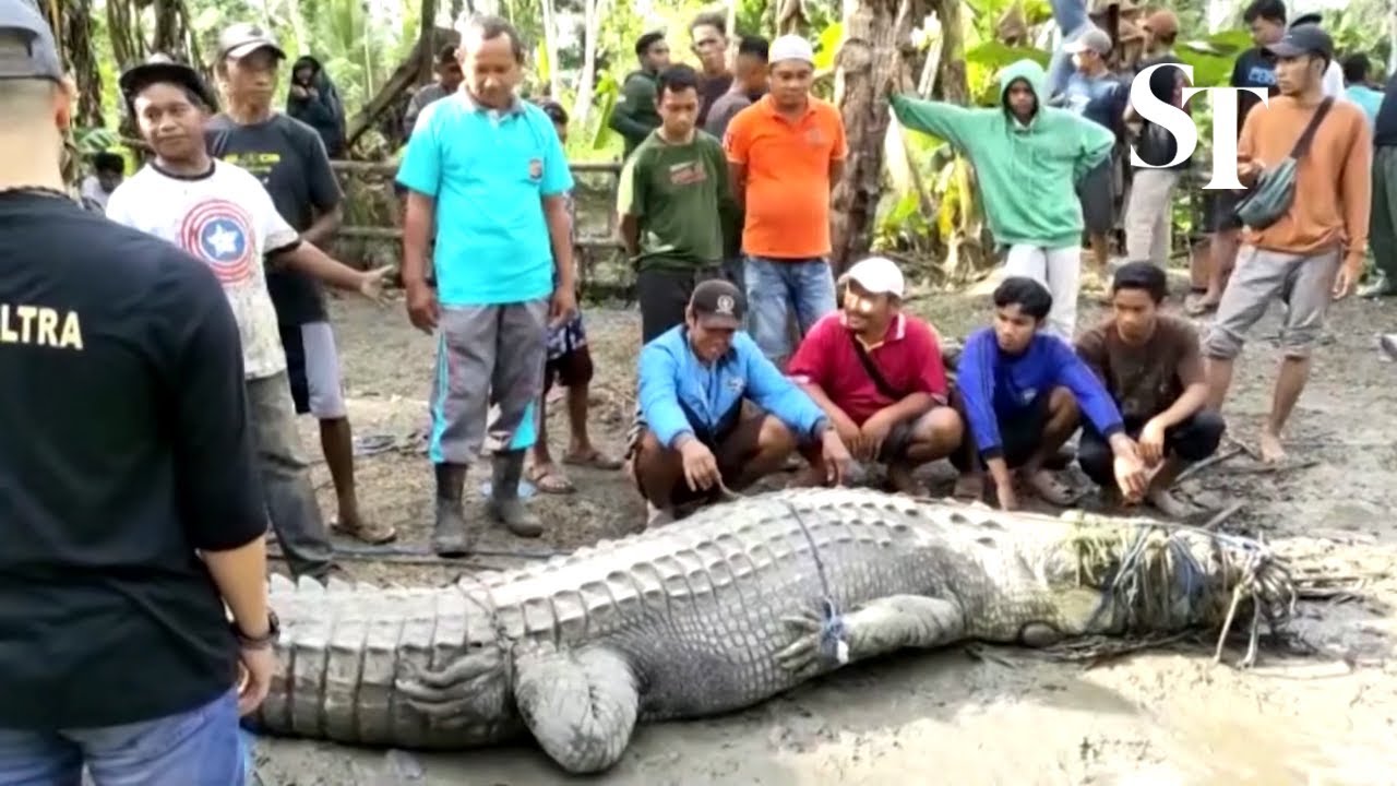 Indonesian villager catches 4.3-metre crocodile using a rope