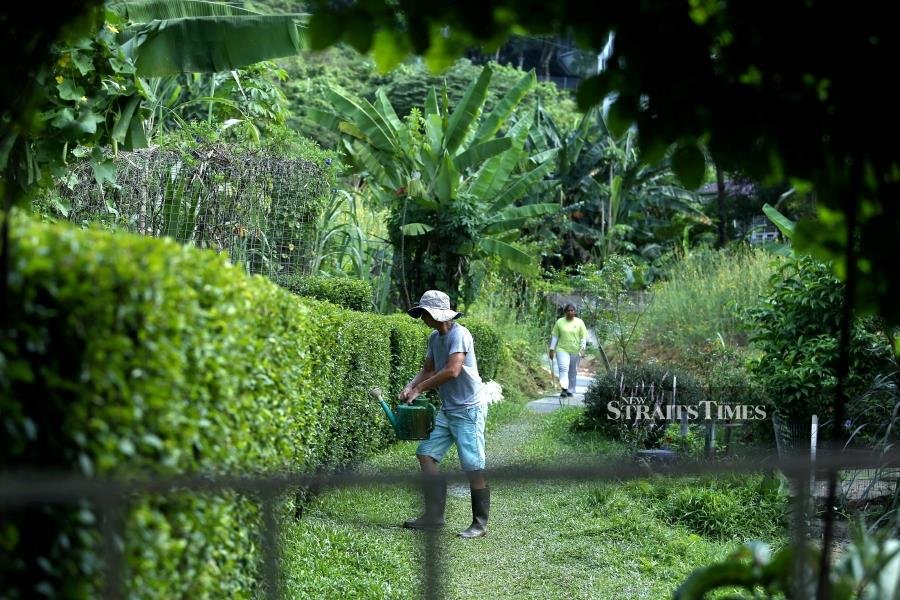 Kebun-Kebun Bangsar gets new licence, to remain on site