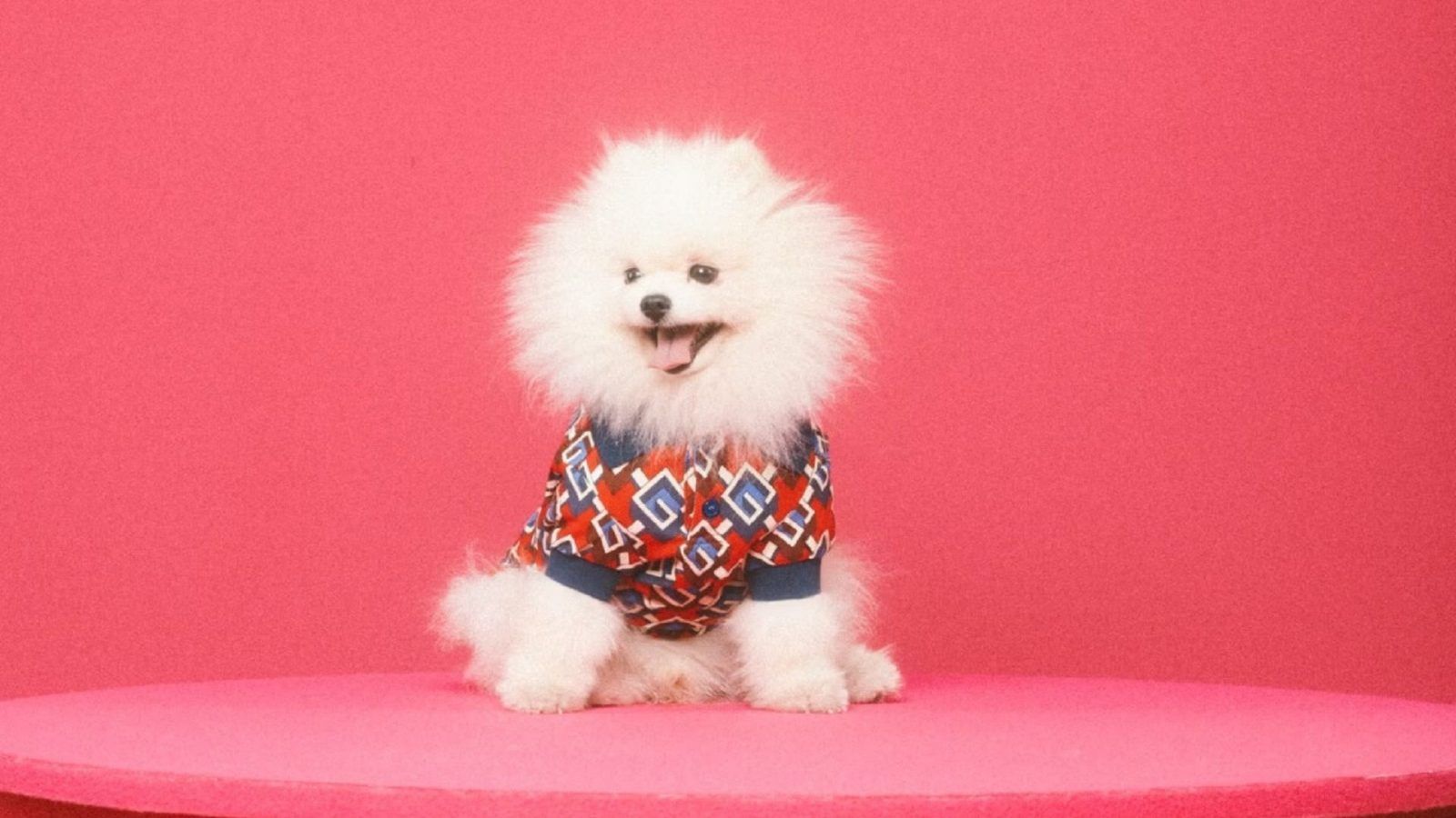 Gucci unveils a pet collection with clothes and accessories for fur kids