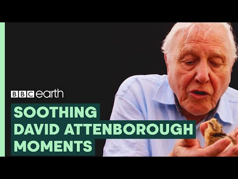 Most Soothing Sir David Attenborough Moments | BBC Earth