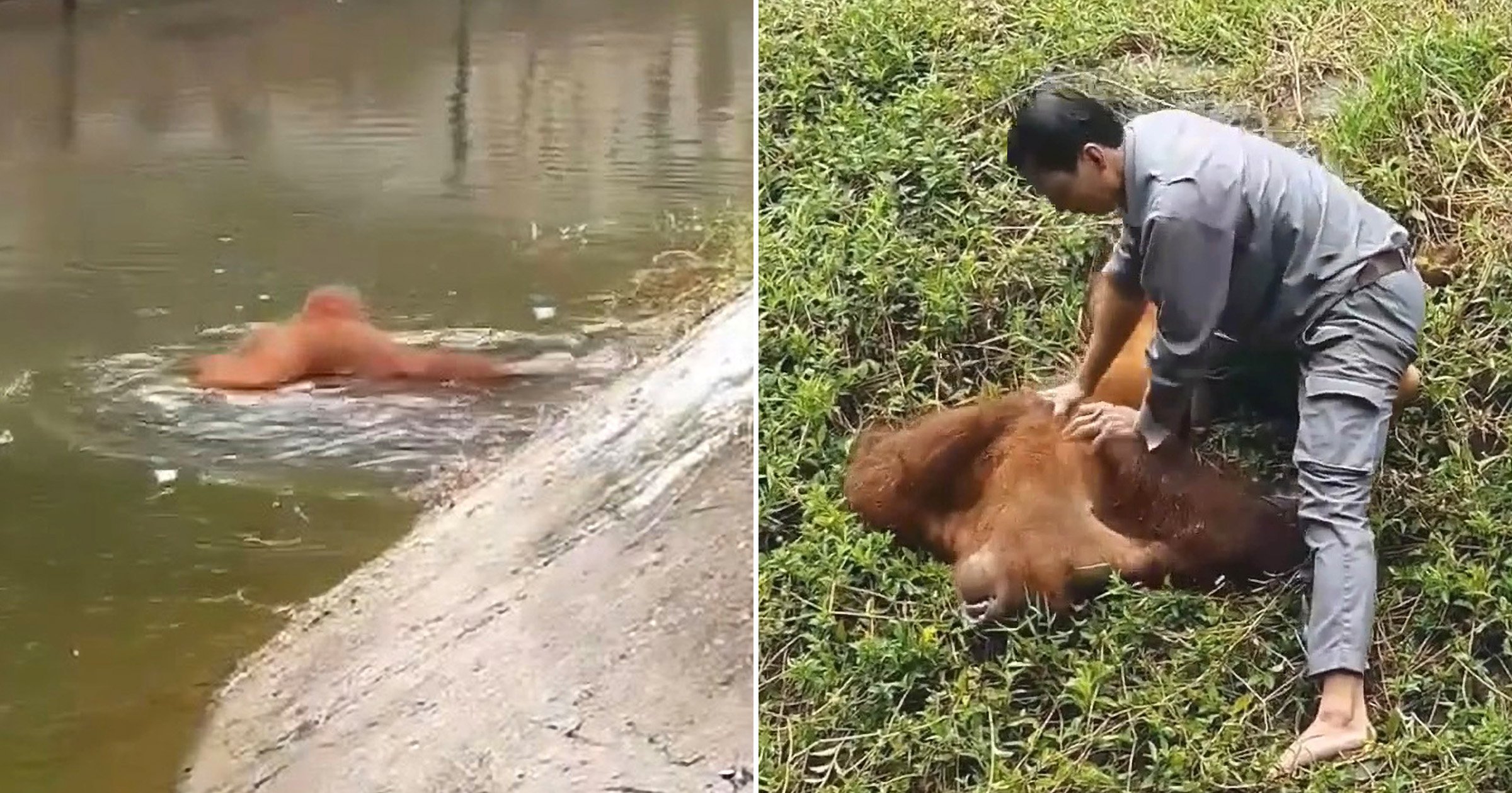 Zookeeper saves drowning orangutan and gives it CPR after it fell in moat