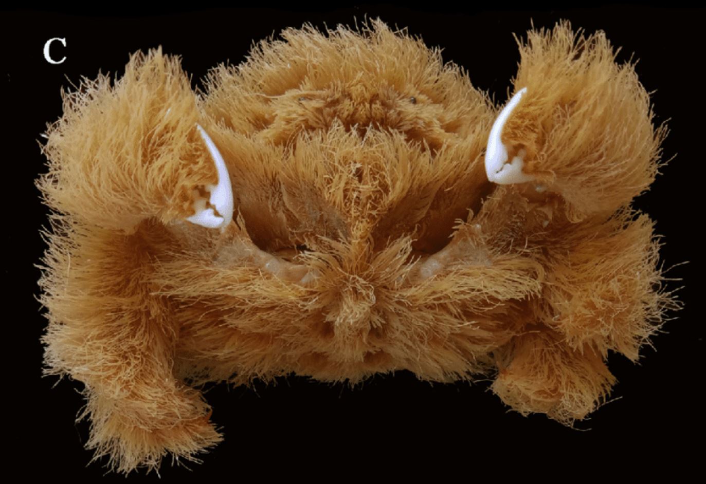Bizarre crab covered in ‘hair’ is a brand new species