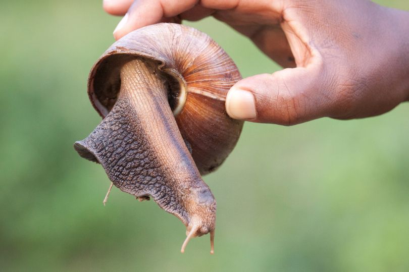 Giant African land snails that can grow to size of RATS put town in quarantine