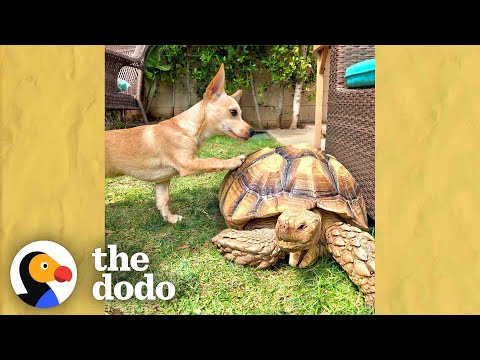 Puppy Brings His Favorite Toys To His Tortoise BFF Everyday | The Dodo Odd Couples