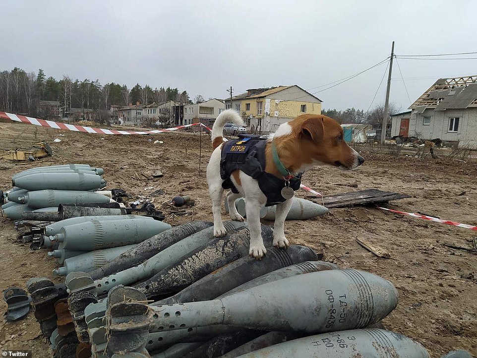 Ukraine's pint-sized hero - Patron the mine-sniffing Jack Russell - gets his own Twitter account where the pup shows off his brave endeavours...and fashion sense!