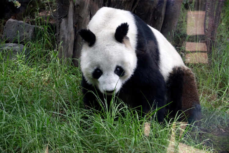 Shuan Shuan, the Oldest Panda in Mexico, Dies on Her 35th Birthday at ...