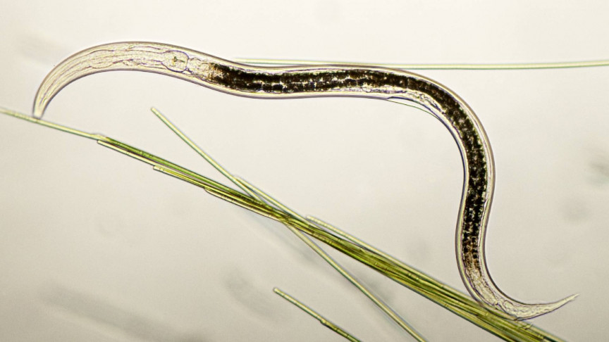 These newly-engineered parasitic worms can kill cancer cells