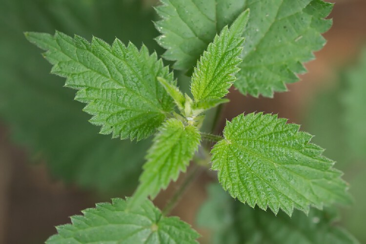 Stinging nettle extract inhibits SARS-CoV-2 cell fusion | Nestia