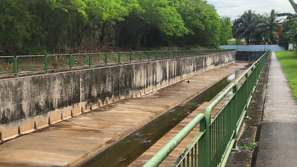 Critically endangered Raffles’ banded langur rescued from monsoon drain