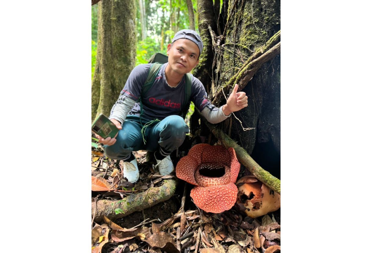 First-on-record Rafflesia species found in Sabah