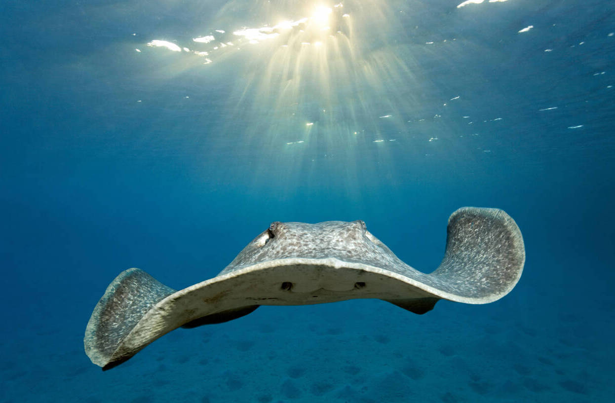 Man Who Almost Died From Stingray Attack Says It's A Good Story For The Pub