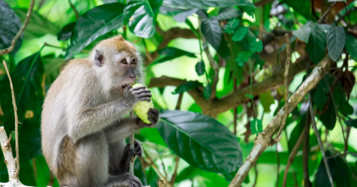 Punggol East Residents Harassed by Monkeys That Steal Food & Break Into Their Flats