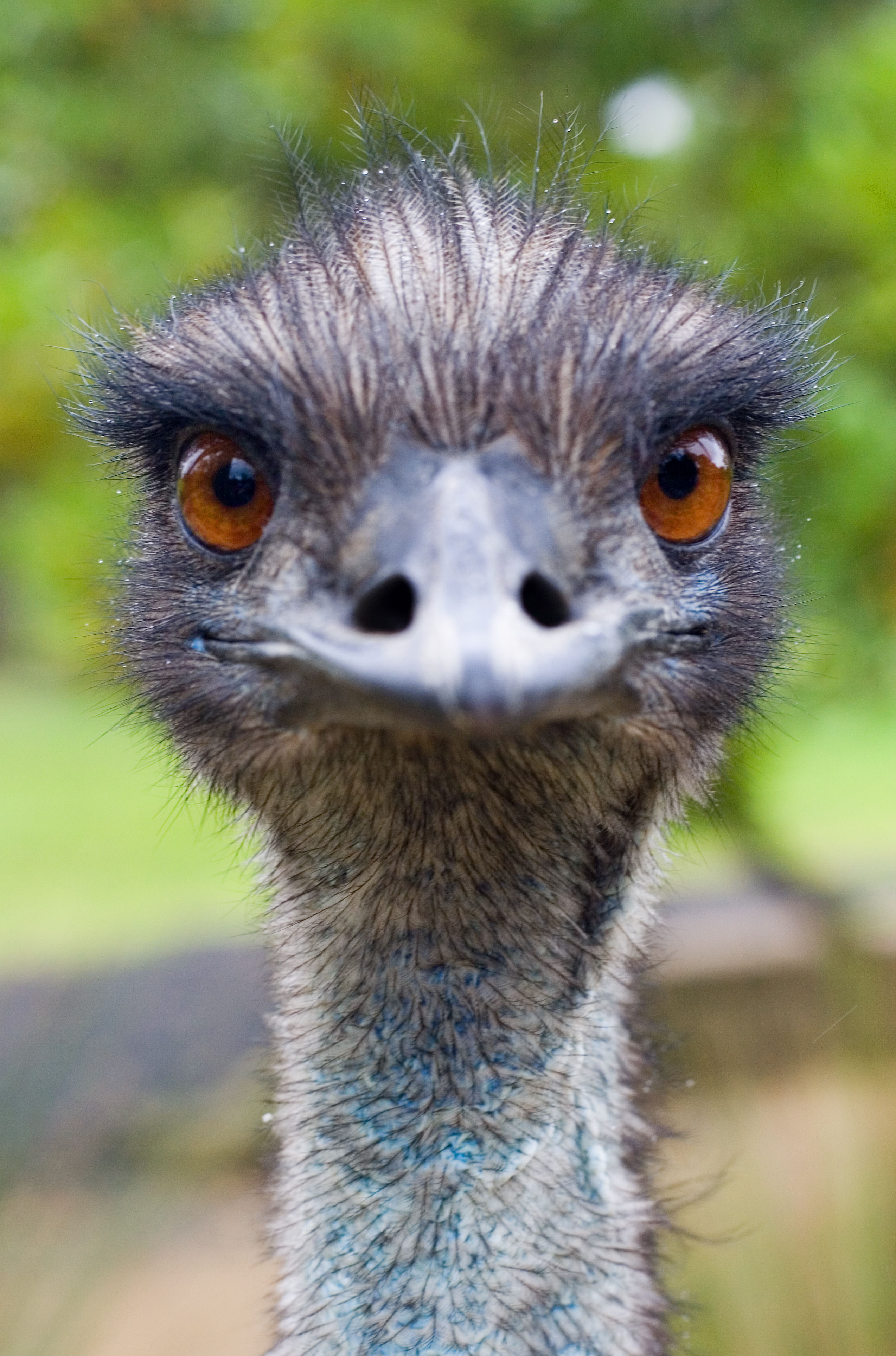 Emmanuel The Emu Completely Upstages Owner In Hilarious Videos