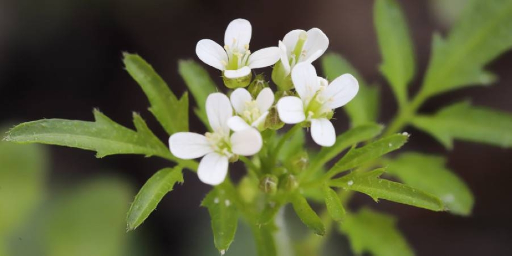 How plants produce their own ‘aspirin’ to protect themselves from environmental hazards