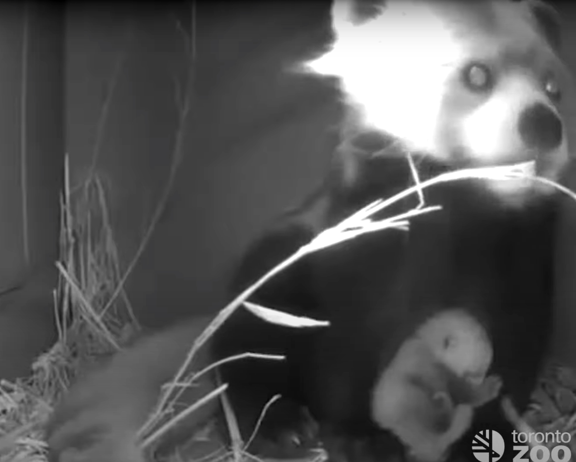 Toronto Zoo Introduces Newborn Endangered Red Panda Cub, the Zoo's Third in More Than 25 Years