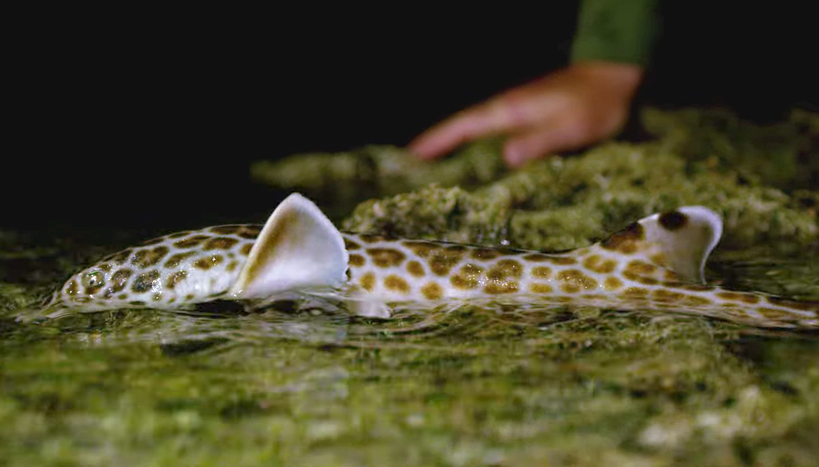 Shark Week 2022 to Include Footage of a Shark in Papua New Guinea Walking on Land — Watch