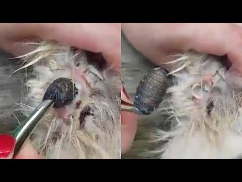 Removing A Massive Botfly Larvae From A Small Rabbit