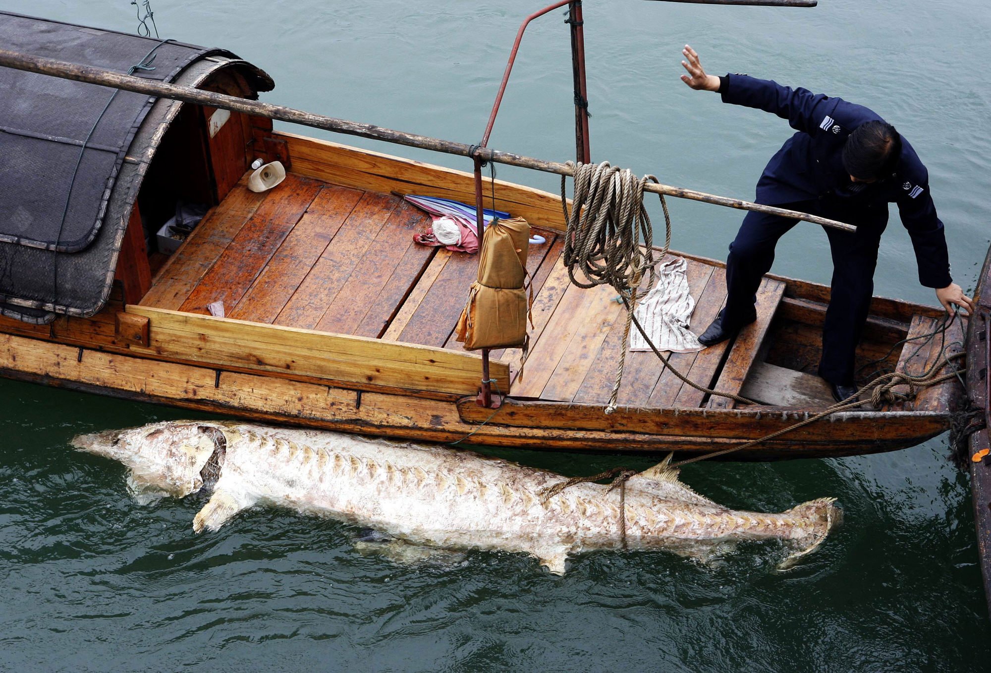 Chinese paddlefish and Yangtze sturgeon declared extinct despite conservation efforts