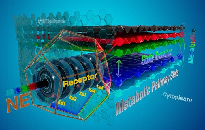 Secret language of cells? New cell computations uncovered