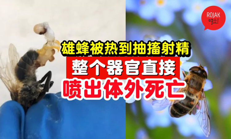 英国热浪袭击！雄蜂被热到抽搐射精⚡『蜂弟弟』更直接喷出体外死亡！