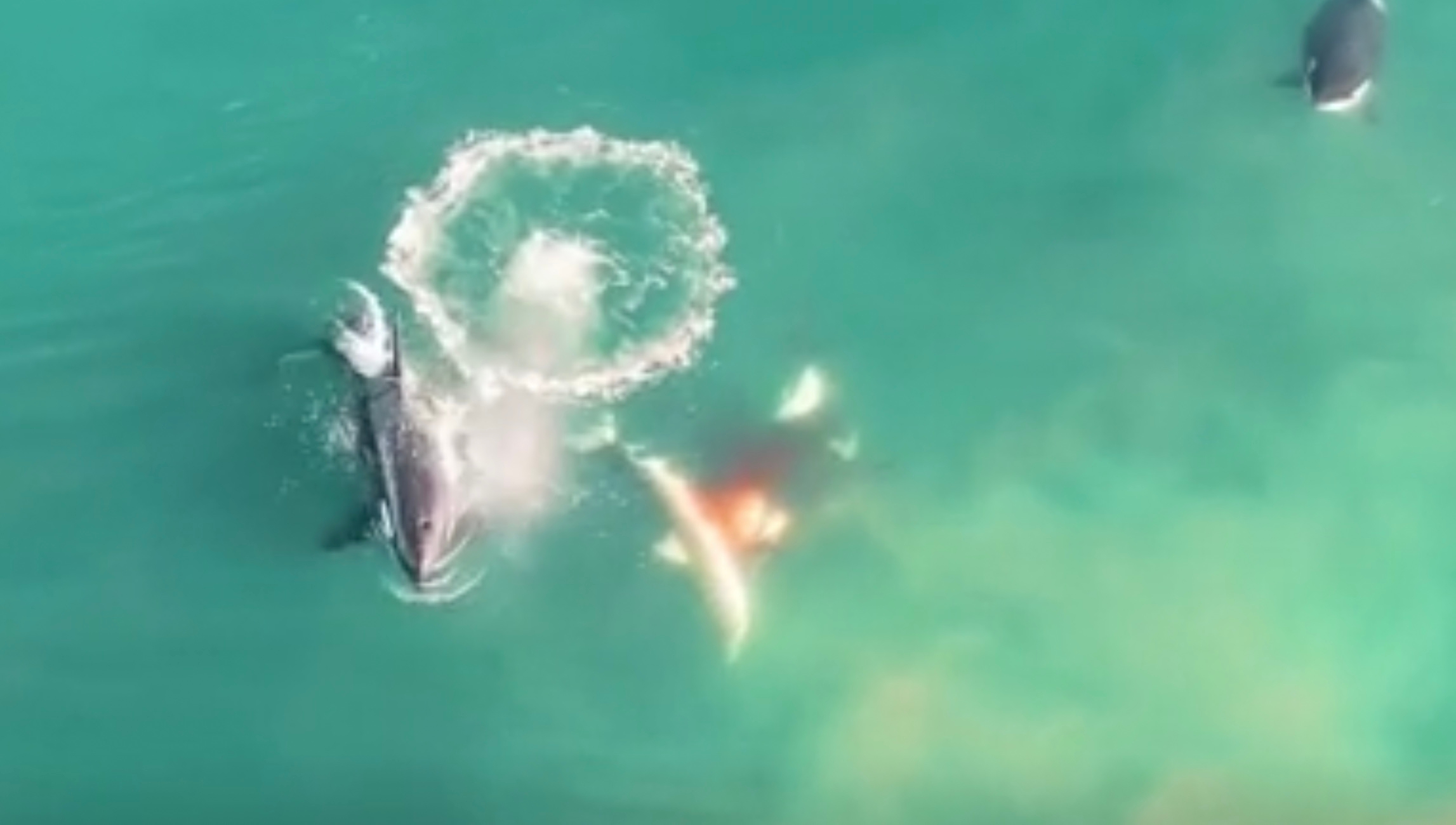Rare Footage Shows Three Killer Whales Killing Great White Shark To Tear Out Liver Nestia