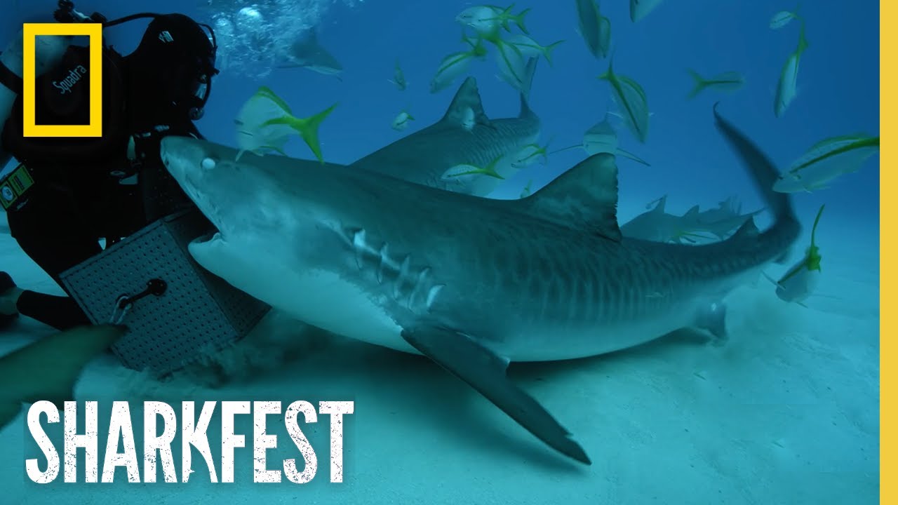 Tiger Sharks' Superpowered Jaws | SharkFest | National Geographic