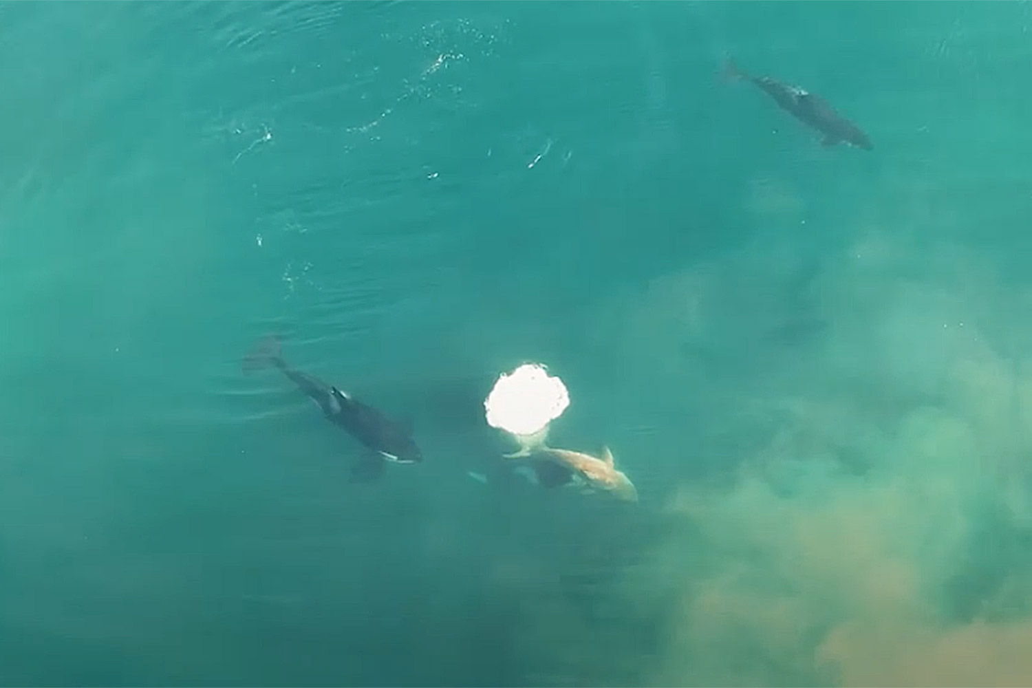 WATCH: Shark Week Shares the First Drone Footage of Orca Whales Hunting a Great White Shark