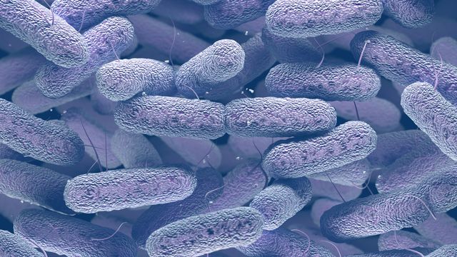 Scientists Engineer E. coli From Stool Samples To Develop New Drugs