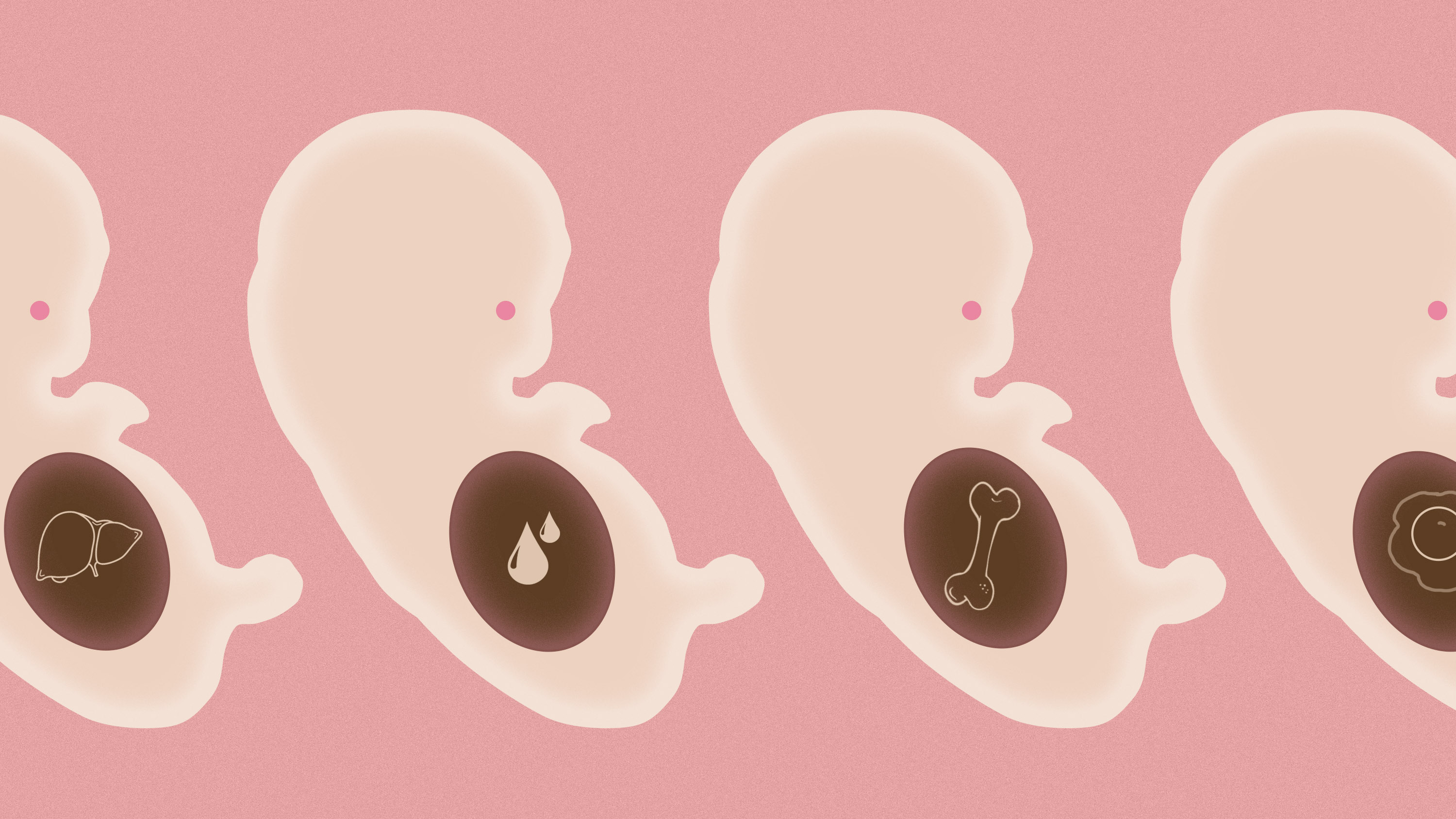 This startup wants to copy you into an embryo for organ harvesting