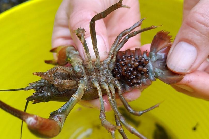 Creepy river creature Brits are being warned to kill on sight by stabbing its brain