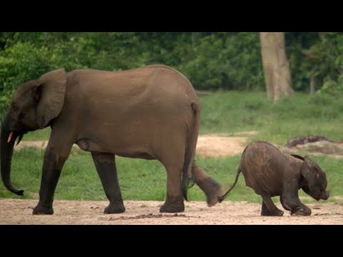 Disabled Baby Elephant Survives | Natural World Forest Elephants | BBC Earth