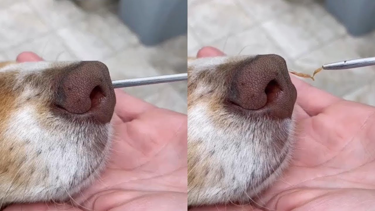 Big Foxtail Removed From A Poor Dog's Nose