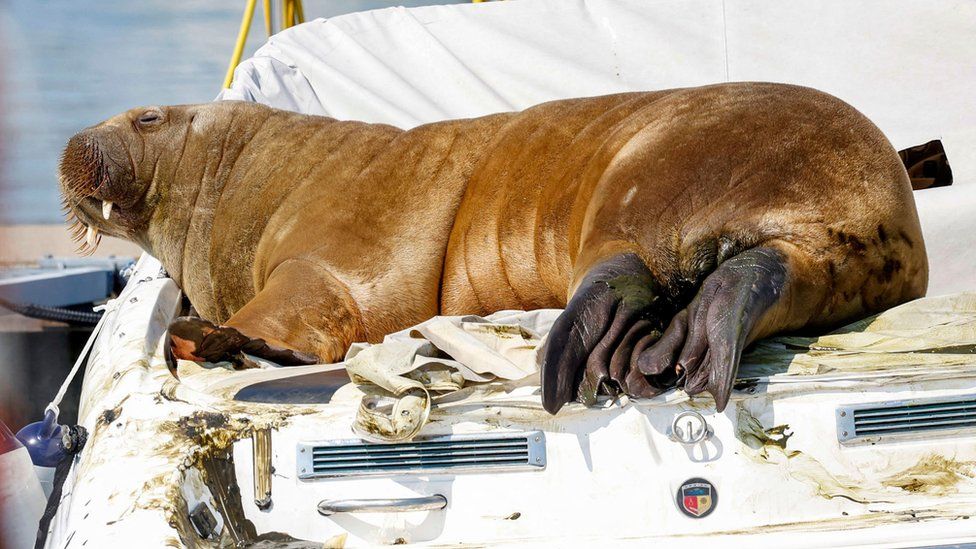 Walrus Freya killed by Norway gets Oslo sculpture