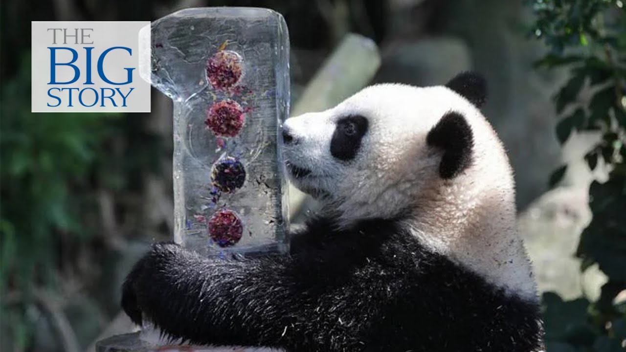 Panda at Singapore's River Wonders turns 1 | THE BIG STORY