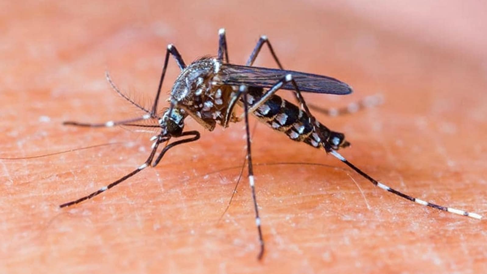 What is chikungunya; know the warning signs and symptoms, causes and treatment