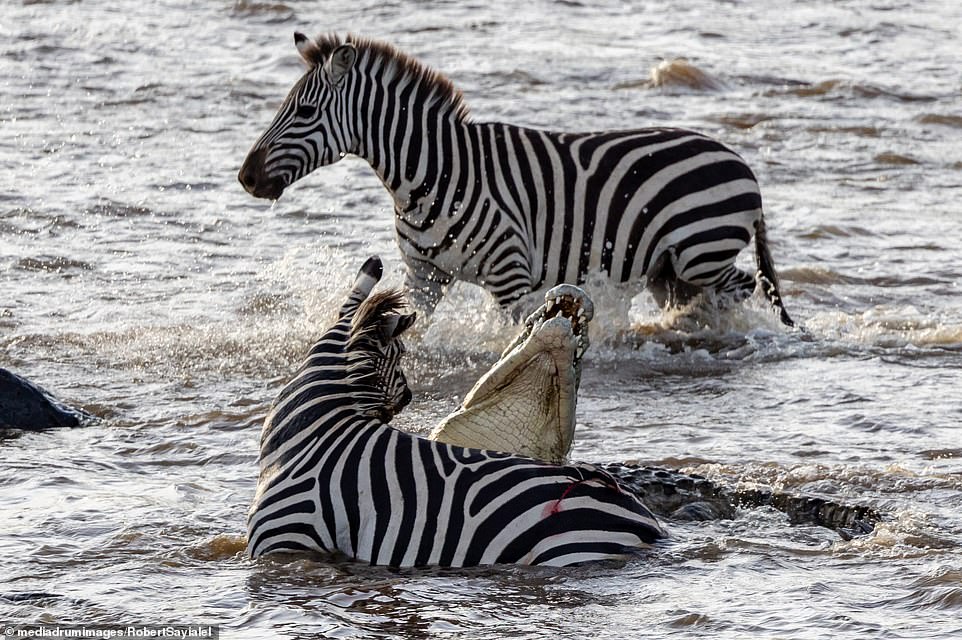 Earning its stripes: Incredible moment zebra sinks its teeth into a crocodile's throat after the predator lay in wait to attack herd crossing a river in Kenya