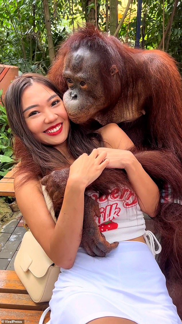 'Notorious' orangutan gropes giggling woman's breasts at Thai zoo where his antics have made him a star attraction... but animal groups say he is being 'exploited'