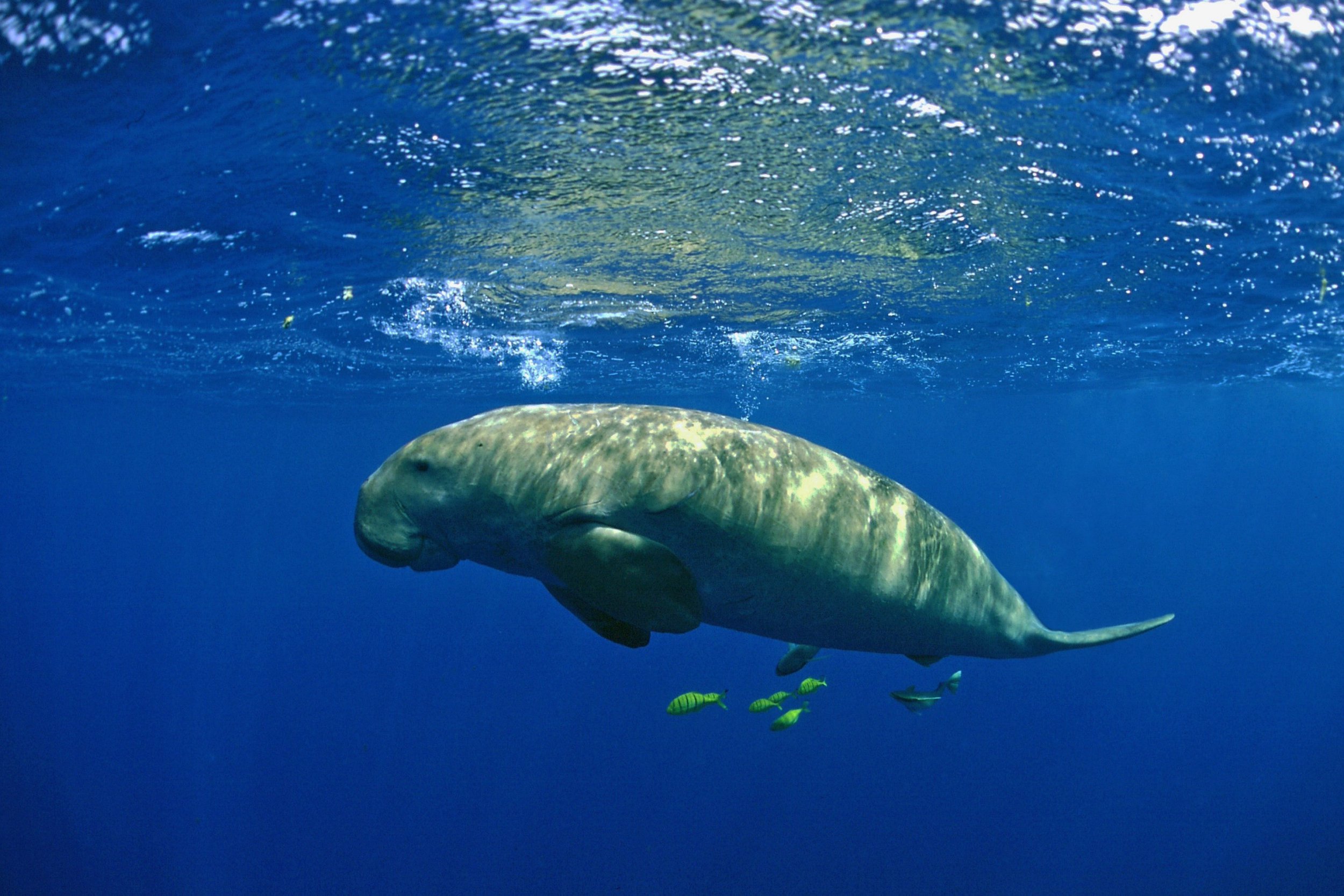 Dugongs are ‘functionally extinct’ in China after decades of decline