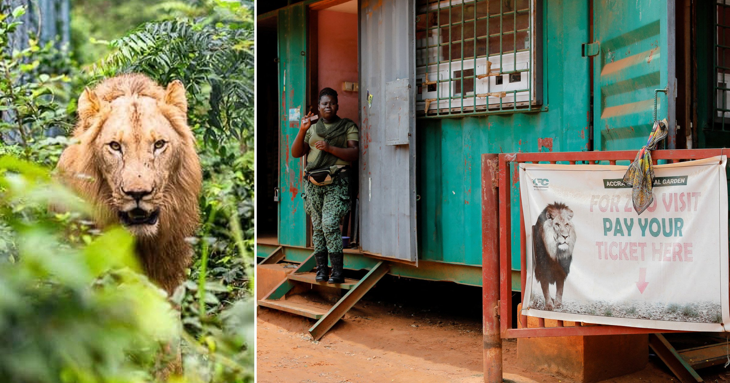 Man mauled to death by lion after climbing into zoo enclosure