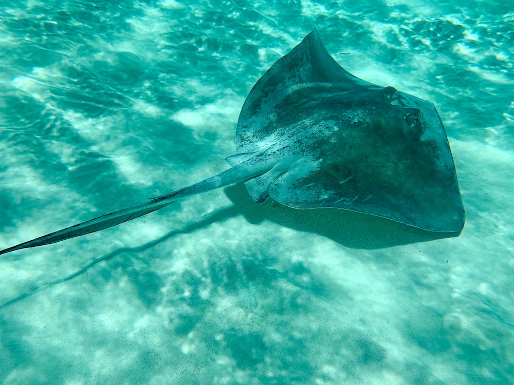 Steve Irwin's underwater cameraman explained horrifying moment stingray attacked the Crocodile Hunter