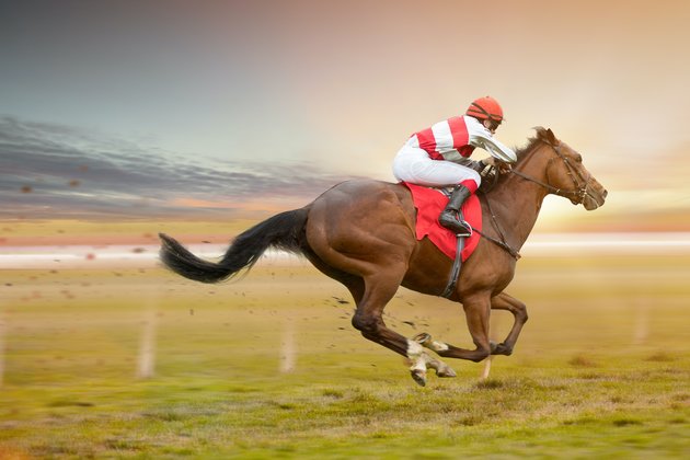 The horseracing industry is ignoring what science says about whipping