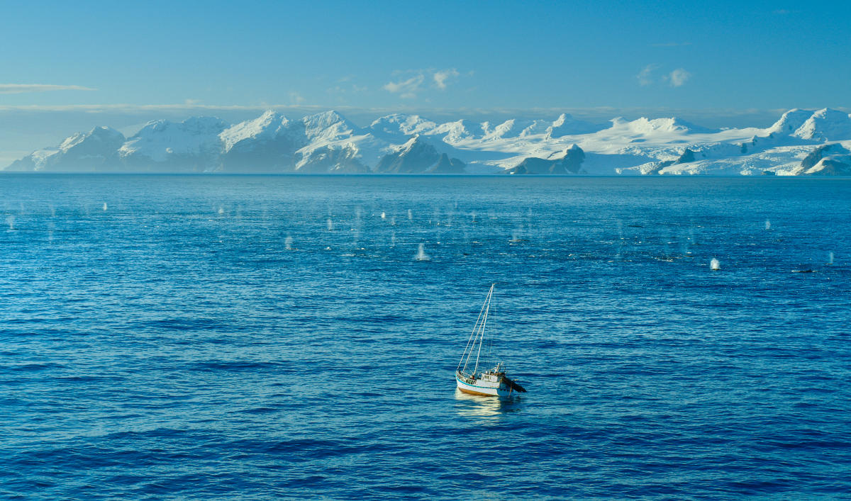 Bertie Gregory's Nat Geo documentary has the largest gathering of fin whales ever filmed