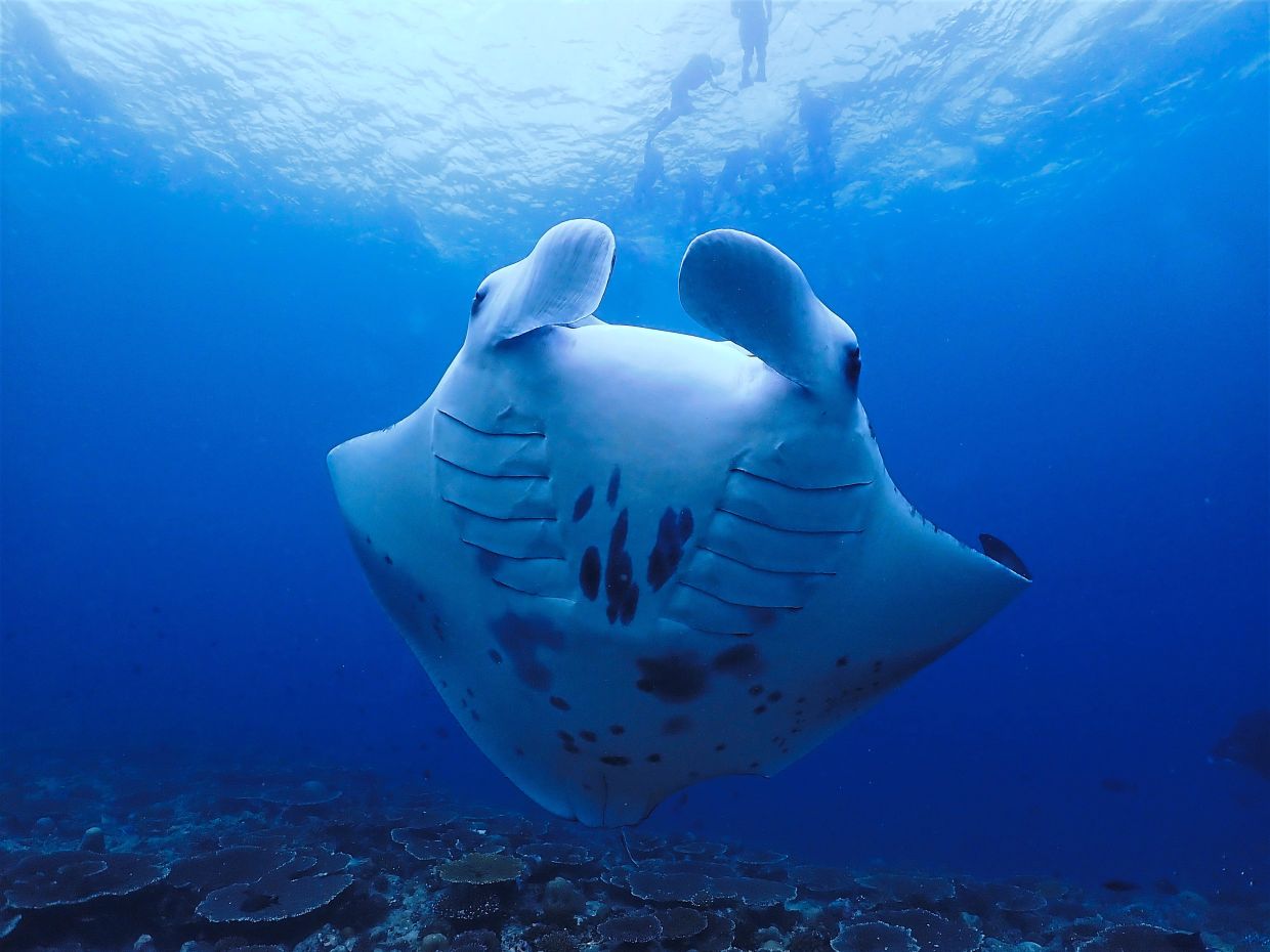 Celebrate World Manta Day with some interesting facts