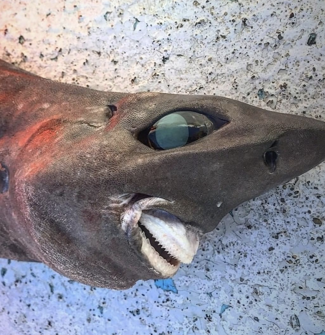 Terrifying deep-sea shark caught by fisherman