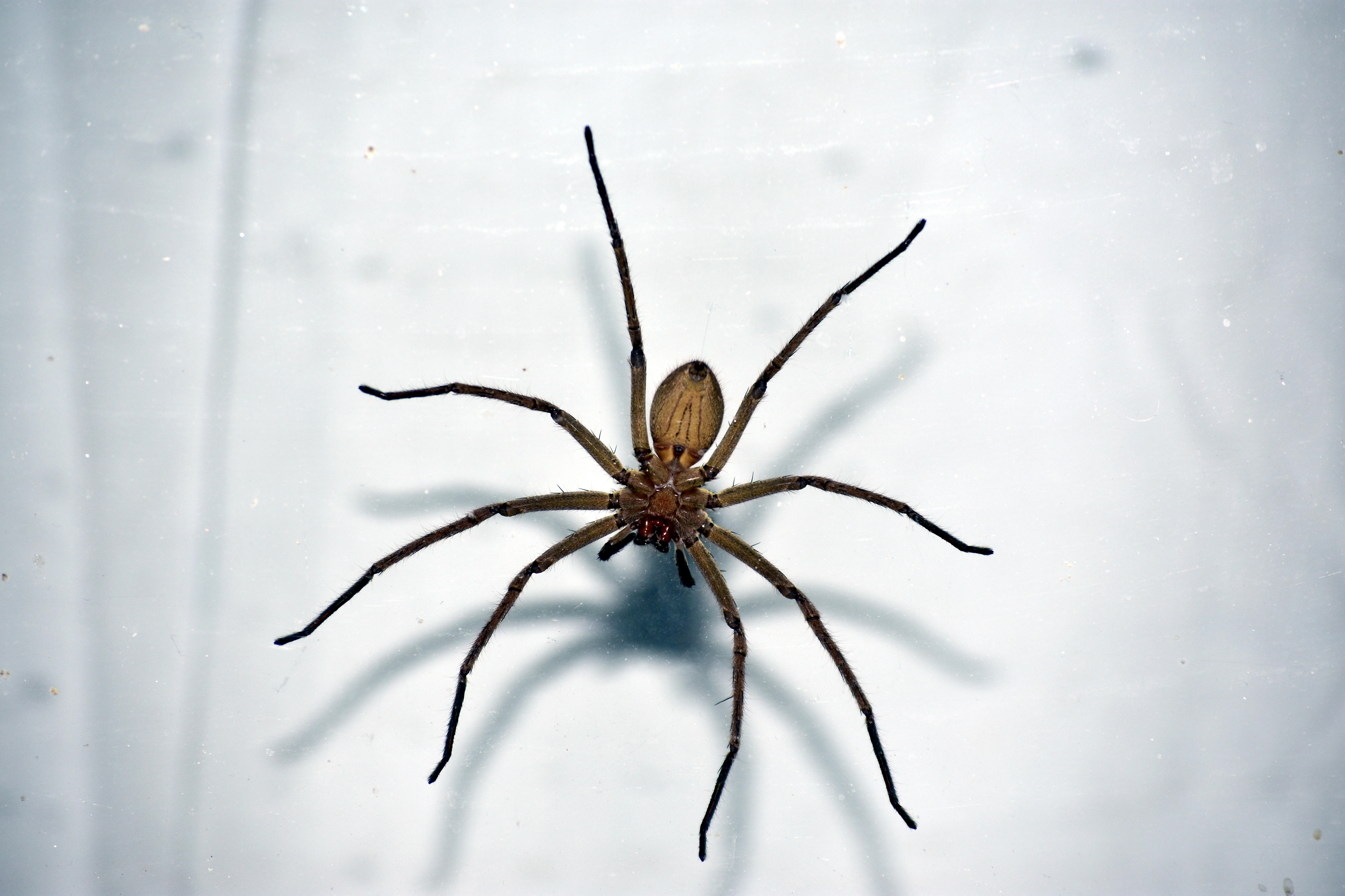 Aussie Horrified To See Huge Spider Sitting On Top Of Toilet Paper