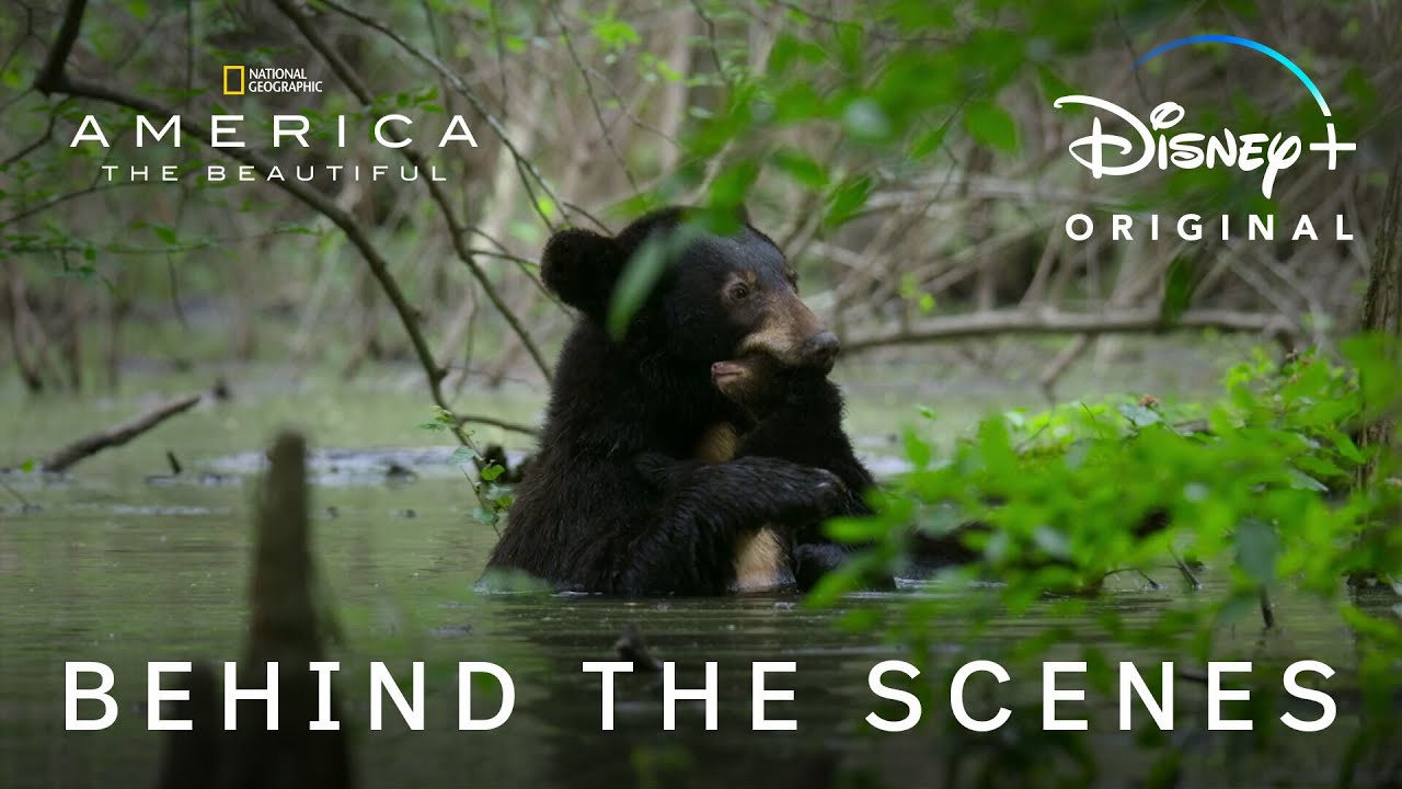 Filming a Black Bear Swamp Crossing | America the Beautiful BTS | National Geographic