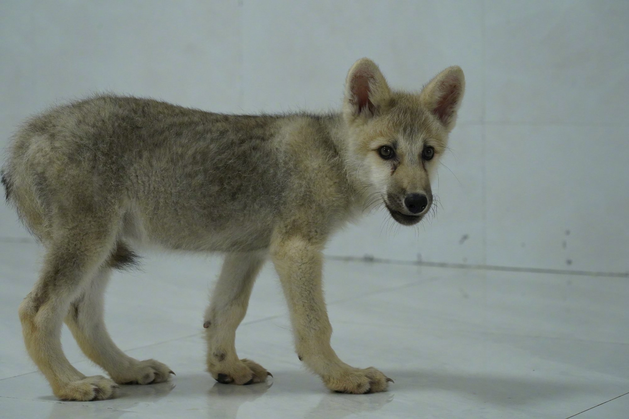 World’s first cloned Arctic wolf is born 26 years after Dolly the sheep